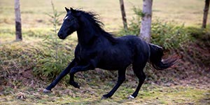 Aflou