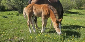 Pashan Houlm Al Acil