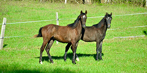 Pasiphae de la Louve