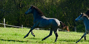 Priam de la Louve
